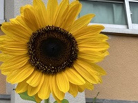 IMG_1927